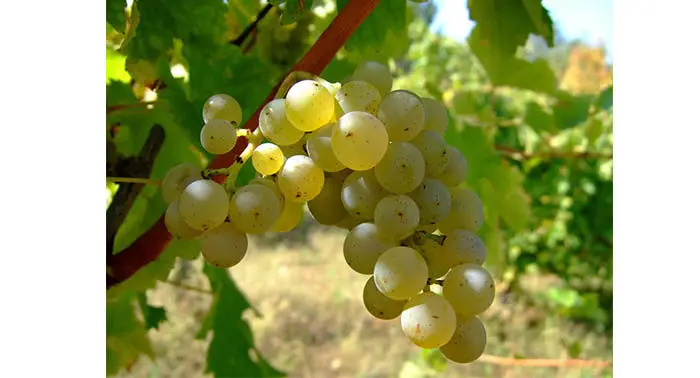Audioguide de Bordeaux - Vins blancs doux