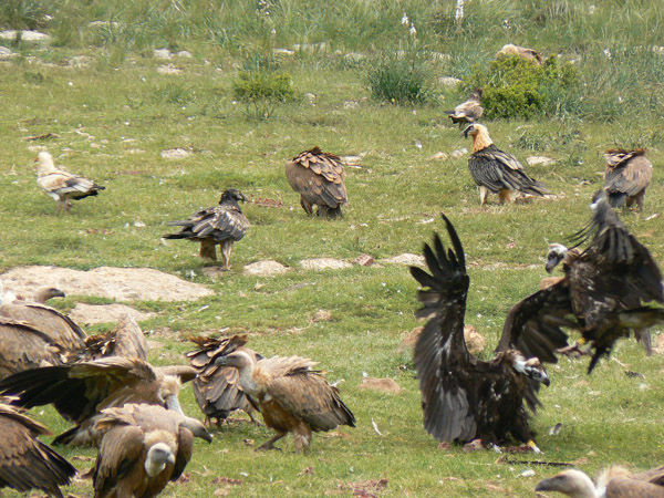 le craquement des becs de quelques vautours contre les os de la bête morte
